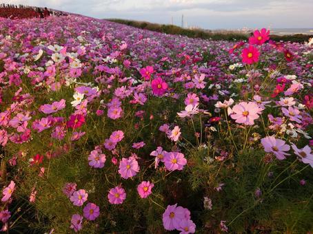コスモス コスモス コスモス,秋桜,秋空の写真素材