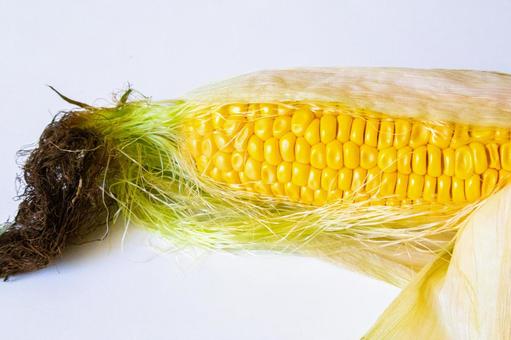 ひげ付きとうもろこし ひげ付きとうもろこし とうもろこし,夏,野菜の写真素材