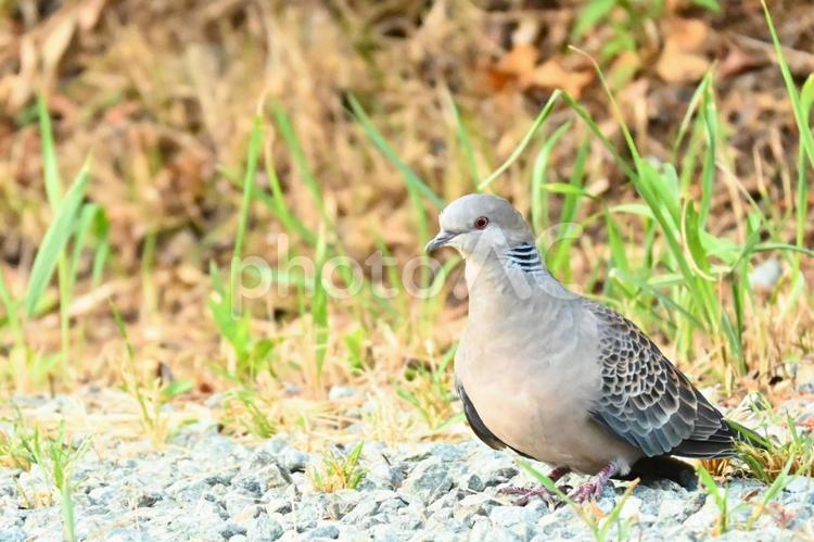 はと 鳩,鳥,野鳥の写真素材