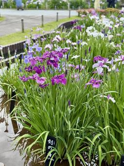 堀切菖蒲園 曇り空の下花菖蒲が咲き誇る 堀切菖蒲園 曇り空の下花菖蒲が咲き誇るの写真