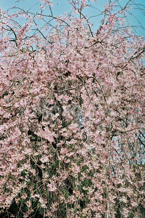 枝垂桜 しだれざくら,枝垂れ桜,サクラの写真素材