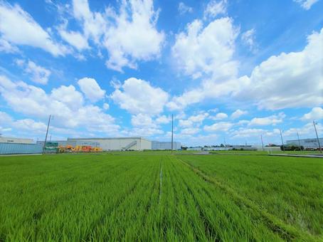 田舎の田んぼ⑥ 田舎の田んぼ⑥の写真