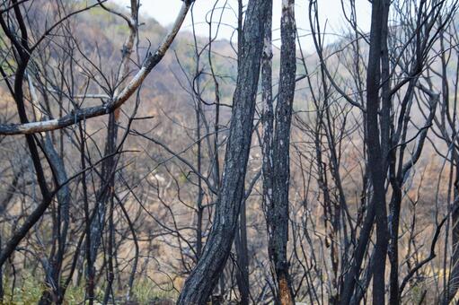 山火事のあと〜岡山市南区の炭化した木 山林火災,林野火災,樹木の写真素材
