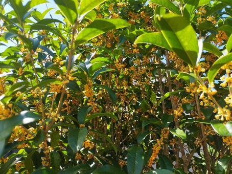 キンモクセイ キンモクセイ キンモクセイ,秋,秋の花の写真素材