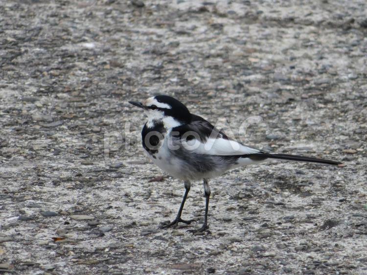 仁王立ちのハクセキレイ ハクセキレイ,野鳥,波止場の写真素材