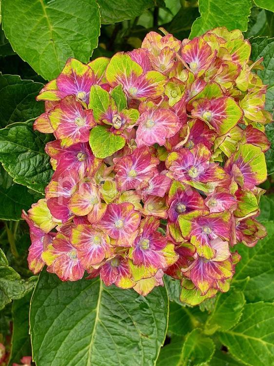アジサイ　ピンク＆レモンイエロー アジサイ,紫陽花,夏の写真素材
