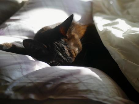 暖かい布団の中で昼寝をする猫 猫,冬,布団の写真素材