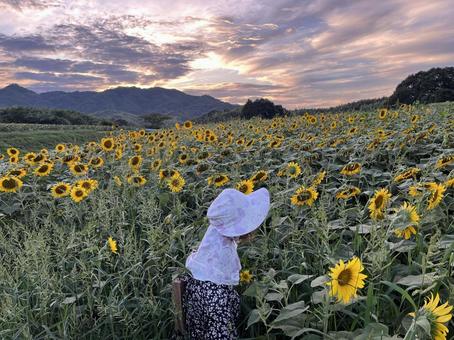 夕日とひまわりと案山子 夕日とひまわりと案山子 香川県,まんのう町,ひまわりの里の写真素材
