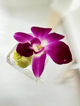 Photo, flour, present, flower, 