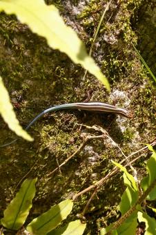 ニホントカゲ ニホントカゲ ニホントカゲ,トカゲ,爬虫類の写真素材