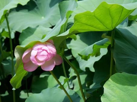 蓮の花 蓮の花の写真