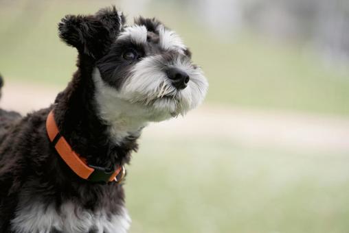 ミニチュアシュナウザーのポートレート 犬,ミニチュアシュナウザー,ペットの写真素材