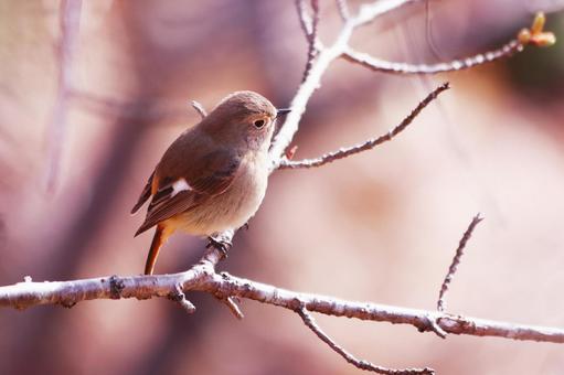 枝にとまる可愛いジョウビタキの雌 鳥,ジョウビタキ,自然の写真素材
