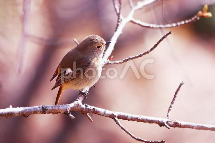 枝にとまる可愛いジョウビタキの雌 鳥,ジョウビタキ,自然の写真素材