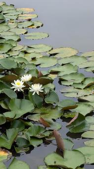 池の中の白いの蓮の花 池の中の白いの蓮の花の写真