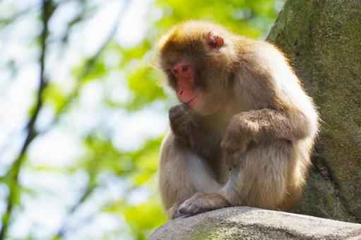 サル サル,全身,生き物の写真素材