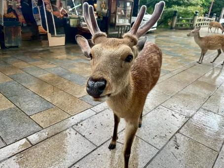 鹿せんべいちょうだい 鹿せんべいちょうだい 鹿せんべい,シカ,鹿の写真素材