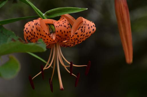 夏の花:オニユリ4 夏の花:オニユリ4の写真