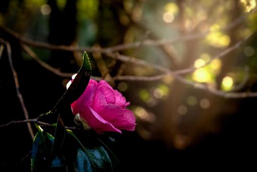 ＜冬の花素材＞夕暮れの森の中に咲く寒椿 寒椿,花,サンセットの写真素材