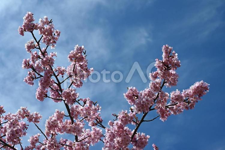 伊勢崎市みらい公園で撮った河津桜 晴天,ピンクの花,青空の写真素材