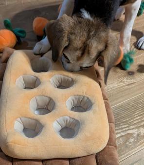 遊ぶビーグル犬の写真