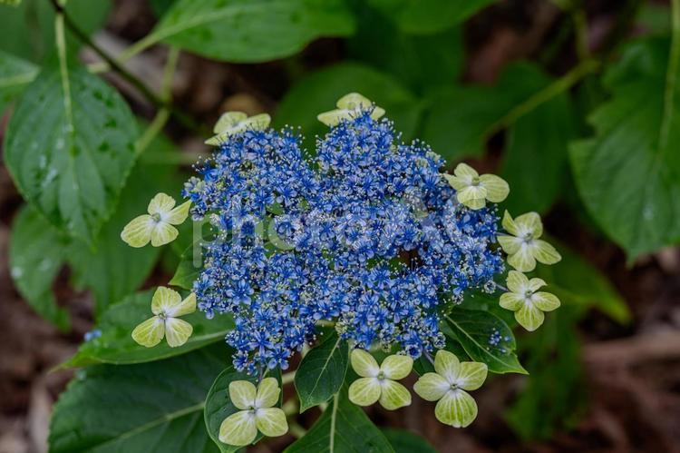指扇アジサイまつり2025年 アジサイ,紫陽花,花の写真素材
