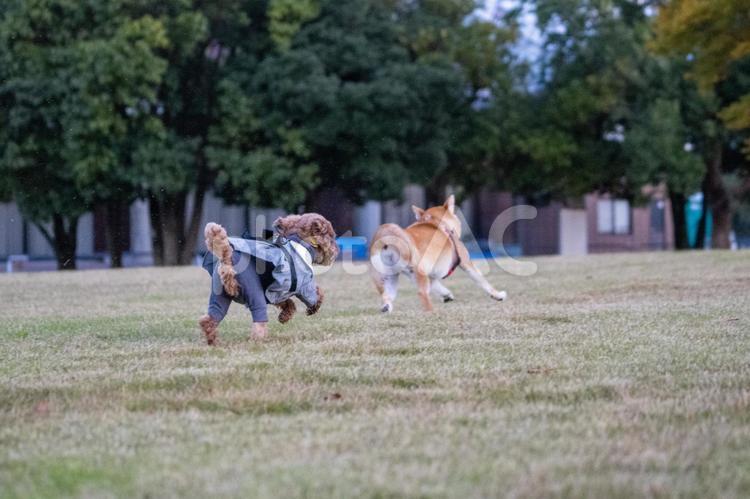 追っかけっこするトイプードルと柴犬 トイプードル,トイプー,柴犬の写真素材