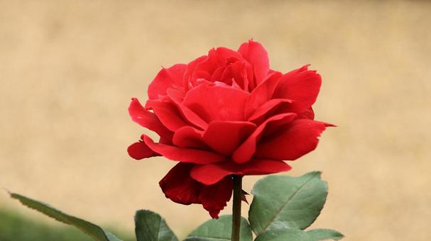 河津バカテル公園　秋バラ 薔薇,秋,花の写真素材