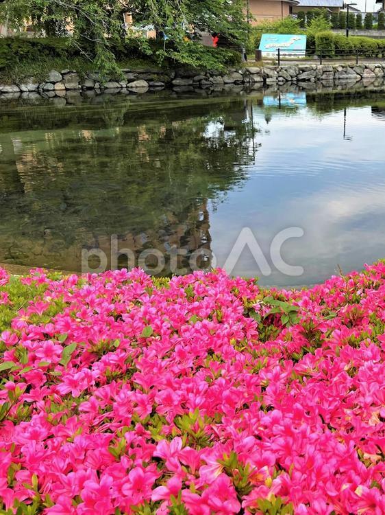 小川のほとりに咲いたツツジの花 小川,ツツジ,花の写真素材