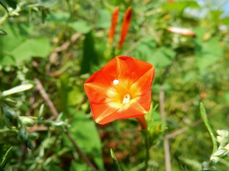 【花の写真】 マルバルコウソウ 【花の写真】 マルバルコウソウ マルバルコウソウ,丸葉縷紅草,花の写真素材