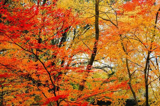 紅葉|宝福寺 紅葉|宝福寺 もみじ,美しい,カラフルの写真素材