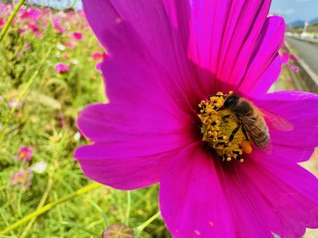コスモス　コスモスパーク コスモス,秋桜,あきざくらの写真素材
