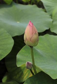 蓮の花のつぼみ 蓮の花のつぼみの写真