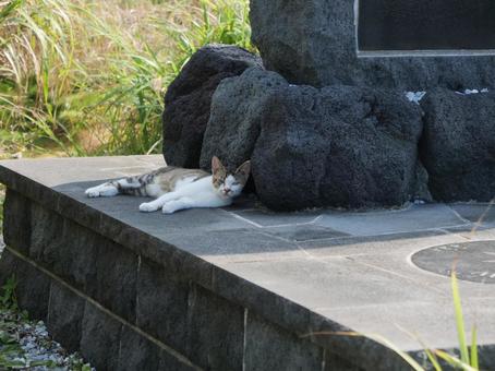海辺でのんびり過ごす野良猫 海辺でのんびり過ごす野良猫の写真