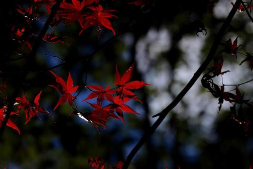 もみじの世界 もみじ,紅葉,秋の写真素材