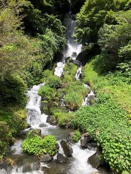 新緑の小滝 新緑の小滝 滝,森林,森の写真素材