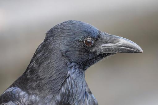 カラスのアップ カラスのアップ カラス,鳥,動物の写真素材