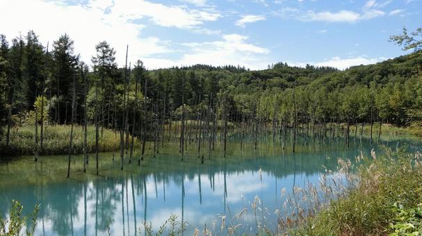 白金青い池 白金青い池,青い池,美瑛の写真素材