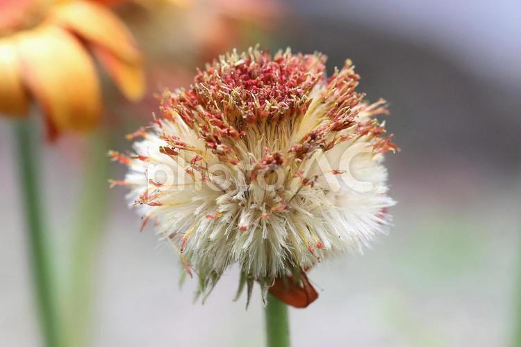 ガーべらの花綿毛種子 ガーデニング,花,ガーベラの写真素材