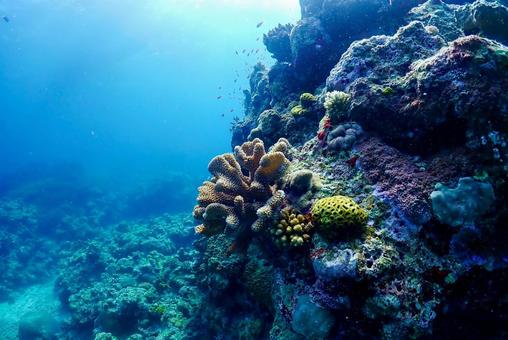 沖縄・西表島 青い海と珊瑚礁 沖縄・西表島 青い海と珊瑚礁 スキューバダイビング,珊瑚礁,ダイビングの写真素材