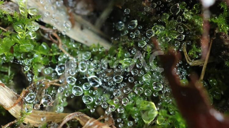 テクスチャ、水滴しずく bamboo,ecology,gardenの写真素材