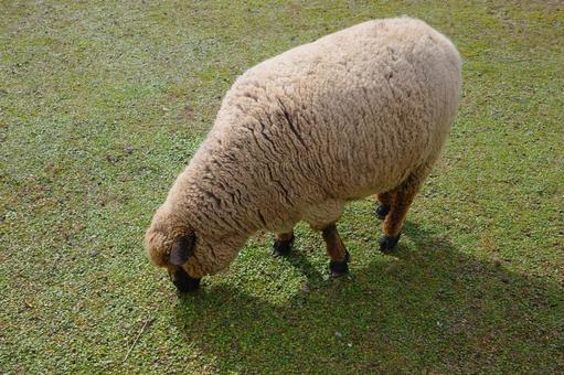 緑の牧草地で草を食む羊 羊,ヒツジ,動物の写真素材