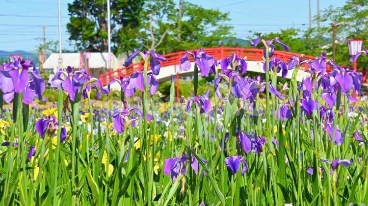 賀茂しょうぶ園の美しい花しょうぶ 花しょうぶ,花,花菖蒲の写真素材