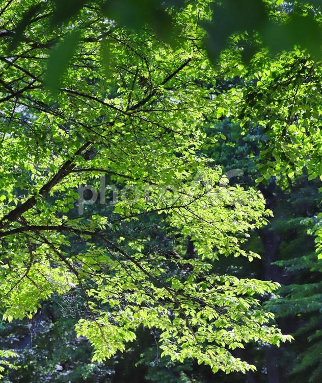 新緑の風景 森,森林,木の写真素材