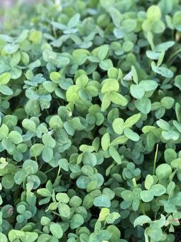 クローバーの写真