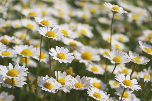 一面の花 一面の花の写真