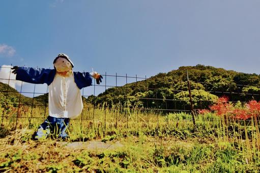 秋のかかしと彼岸花 かかし,彼岸花,ヒガンバナの写真素材