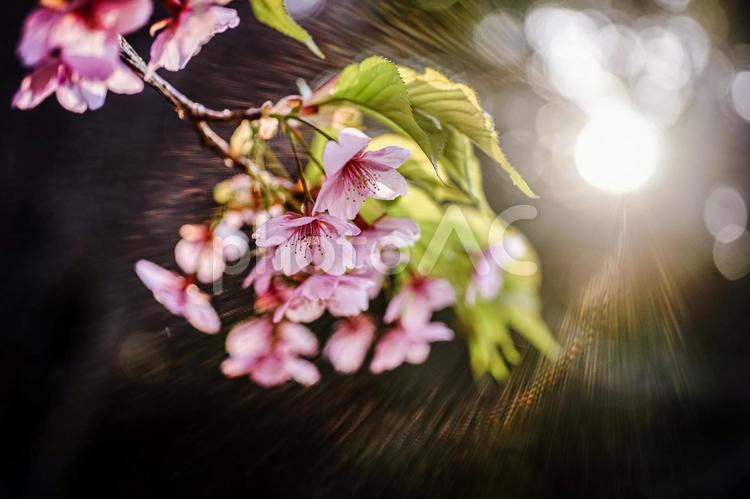 ＜五島の春＞夜明けの鬼岳樹木園の河津桜 桜,河津桜,春の写真素材