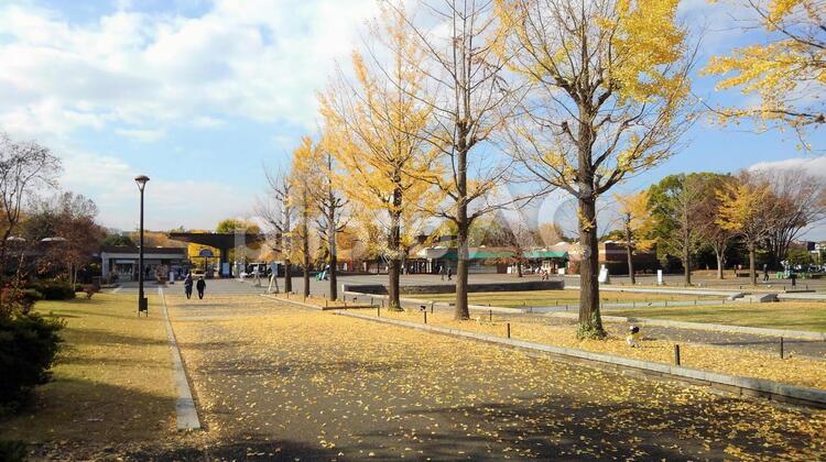 イチョウ並木１ テクスチャ,背景,冬の写真素材