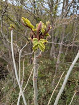 タラの芽？？の写真